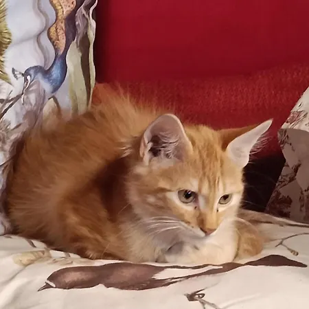 Maison d'hôtes Paradiso, Turismo Rurale Tempio Pausania