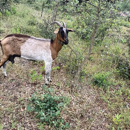Penzion Paradiso, Turismo Rurale *