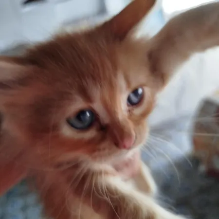 Paradiso, Turismo Rurale Pensionat 4*