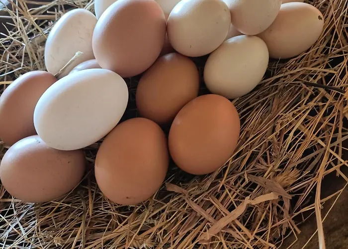 Pensión Paradiso, Turismo Rurale Tempio Pausania