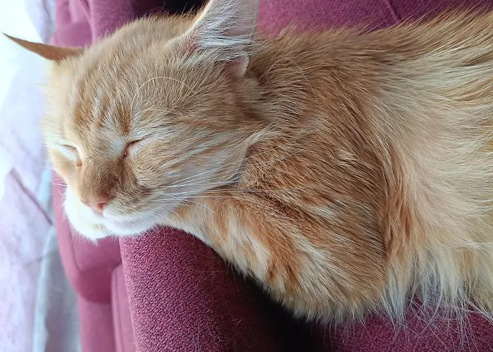 Pensión Paradiso, Turismo Rurale Tempio Pausania