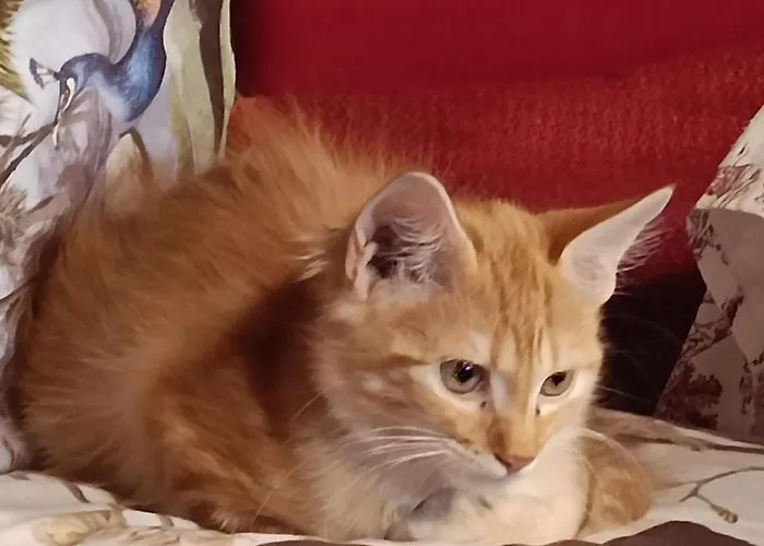 Pensión Paradiso, Turismo Rurale Tempio Pausania