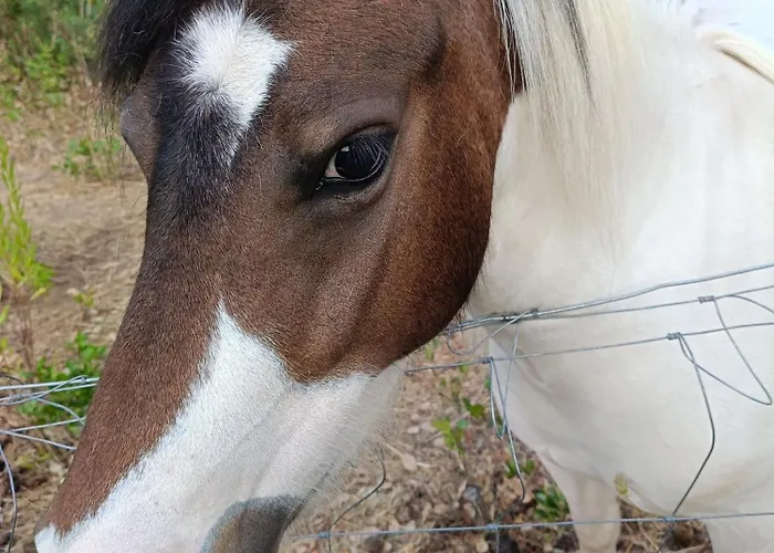 Paradiso, Turismo Rurale Pensión Tempio Pausania